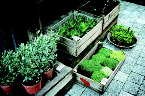 various plants in small containers and boxes