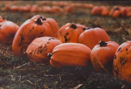 Pumpkins in a pumpkin patch