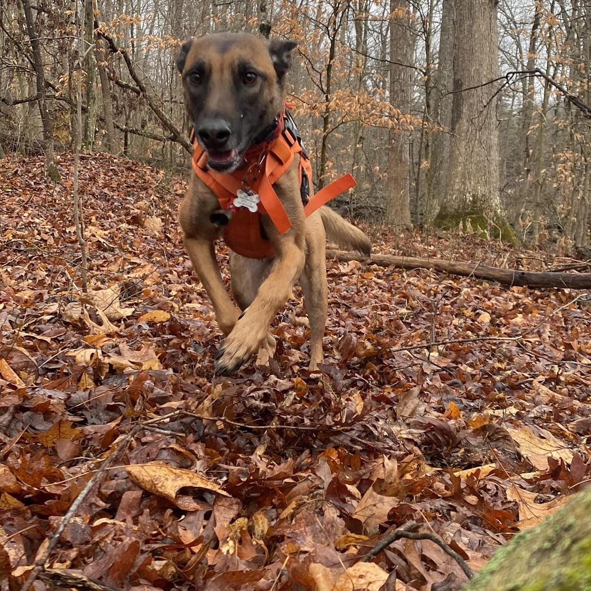 Search and Rescue Dog Jumping to the Rescue